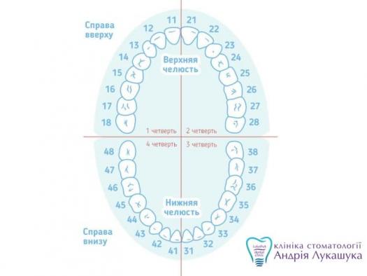 Нумерація зубів у стоматології