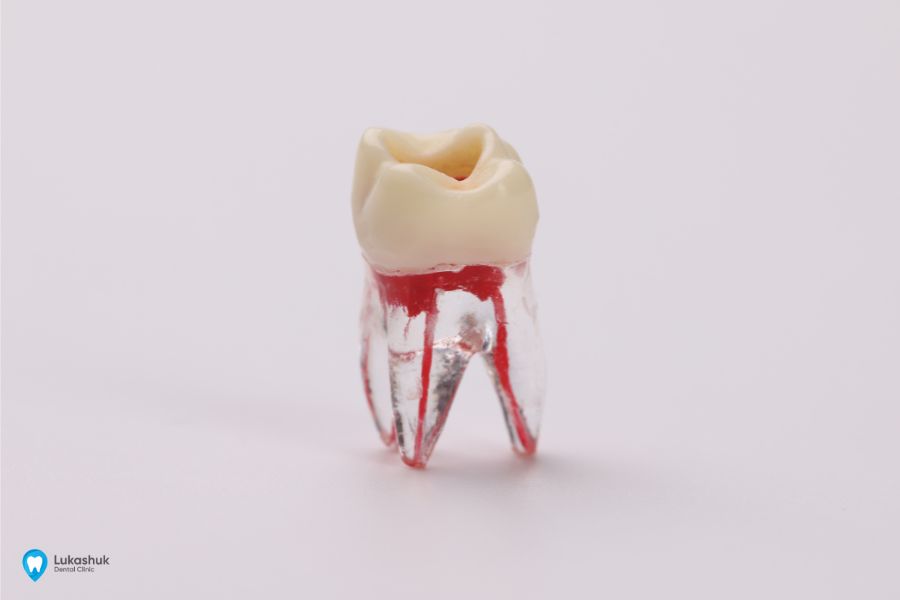 Строение зуба | Клиника Лукашука