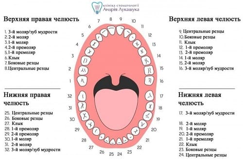 Универсальная система нумерации зубов | Фото - Клиника Лукашука