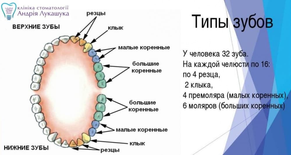 Зубы человека нижняя челюсть фото